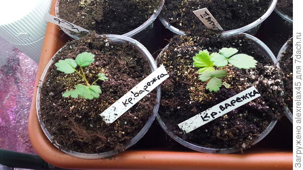 Два кустика с пачки + один заморыш вне кадра.