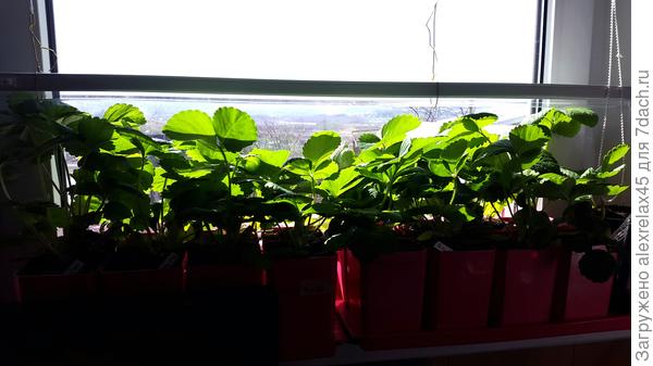 Монофосфат и регулярное досвечивание никак не приостановили активный рост листьев. Отдельные кустики достигают 20 см. в высоту.