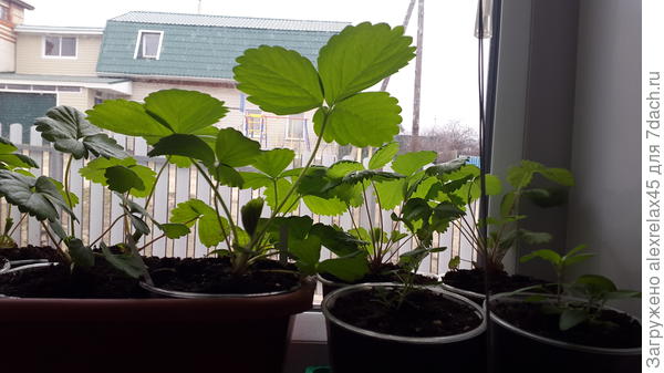 "Кабрилло" - красавчик. Ставку на него не делал, даже выделение места на основных грядках не планировал. Но в нём уже видится мощь.... Наблюдаю.