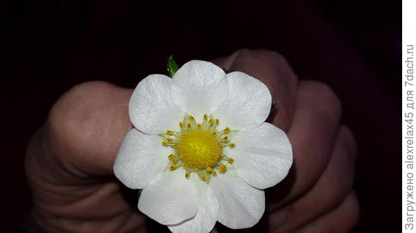 И опять Елизавета 2....