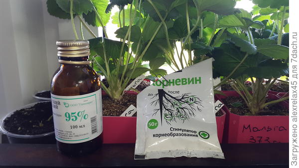 Сам не употреблял, всё для них. Лишь бы оправдали "вливания".