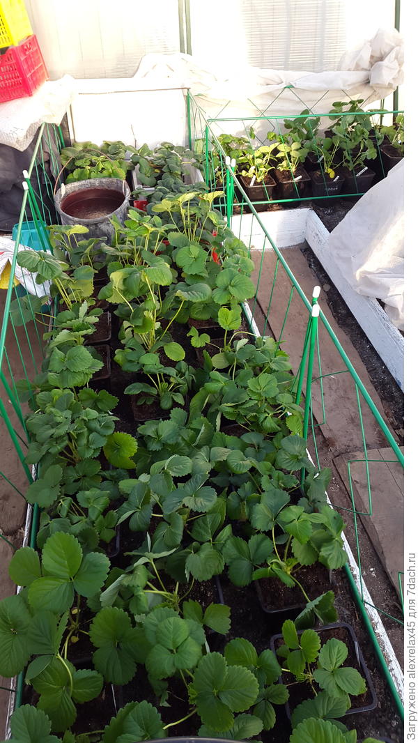 Переселил около 45 кустиков.