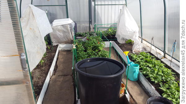 Пока стоят, пару дней притенял спанбондом.