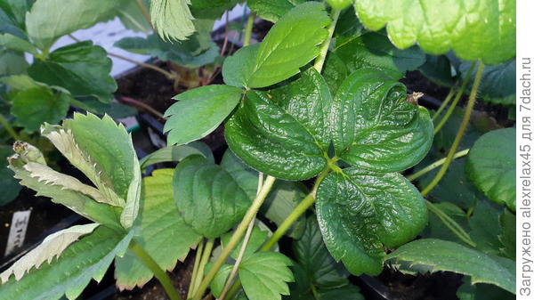 Вот таких вот три кустика.