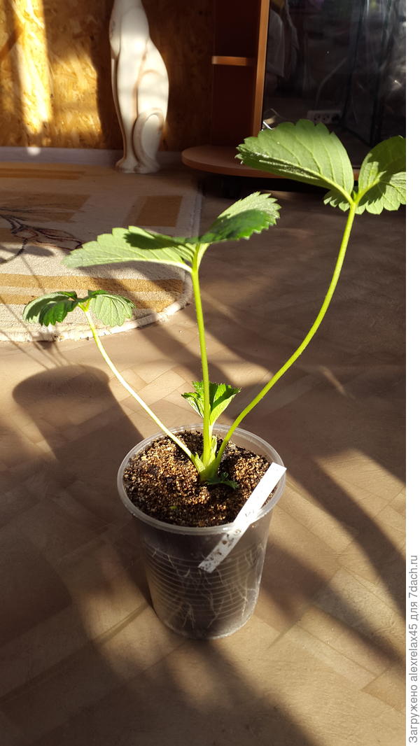 Вот такой &amp;quot;отпрыск&amp;quot;, даже не ожидал.