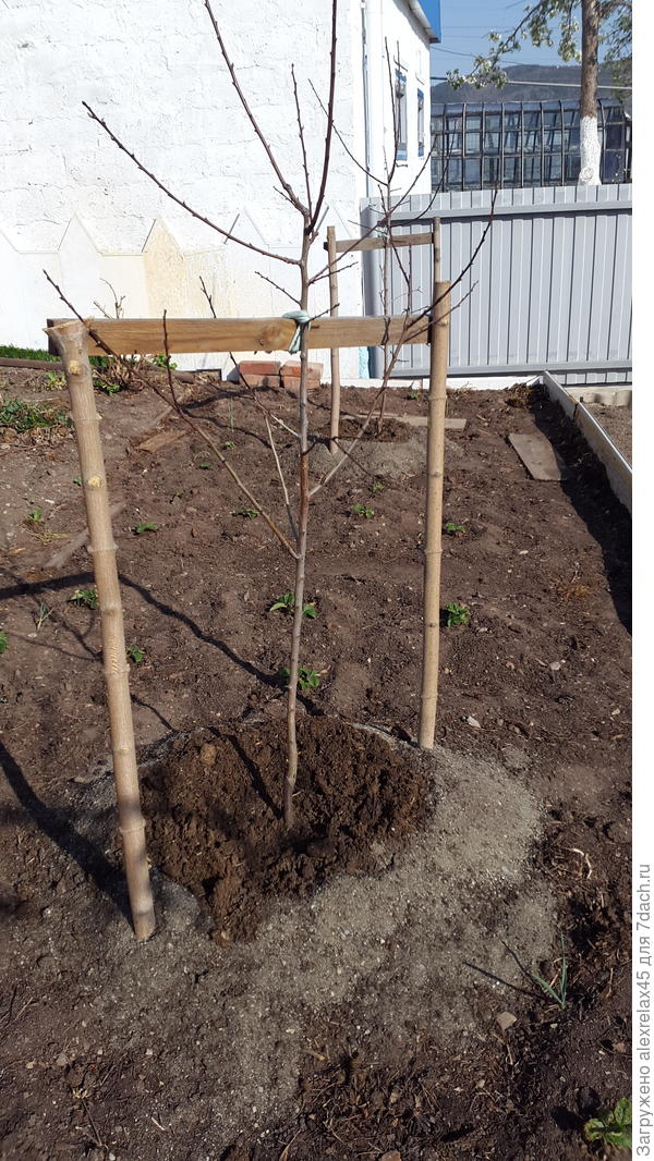 Хабаровский и Северный триумф.