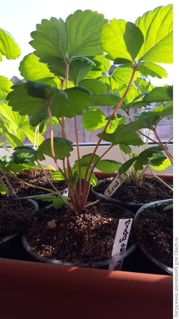 Эту &amp;quot;подругу&amp;quot; пытаюсь вырастить не на ягоду, поэтому цветоносы трогать не буду. Если, конечно, будут ожидаемого цвета..