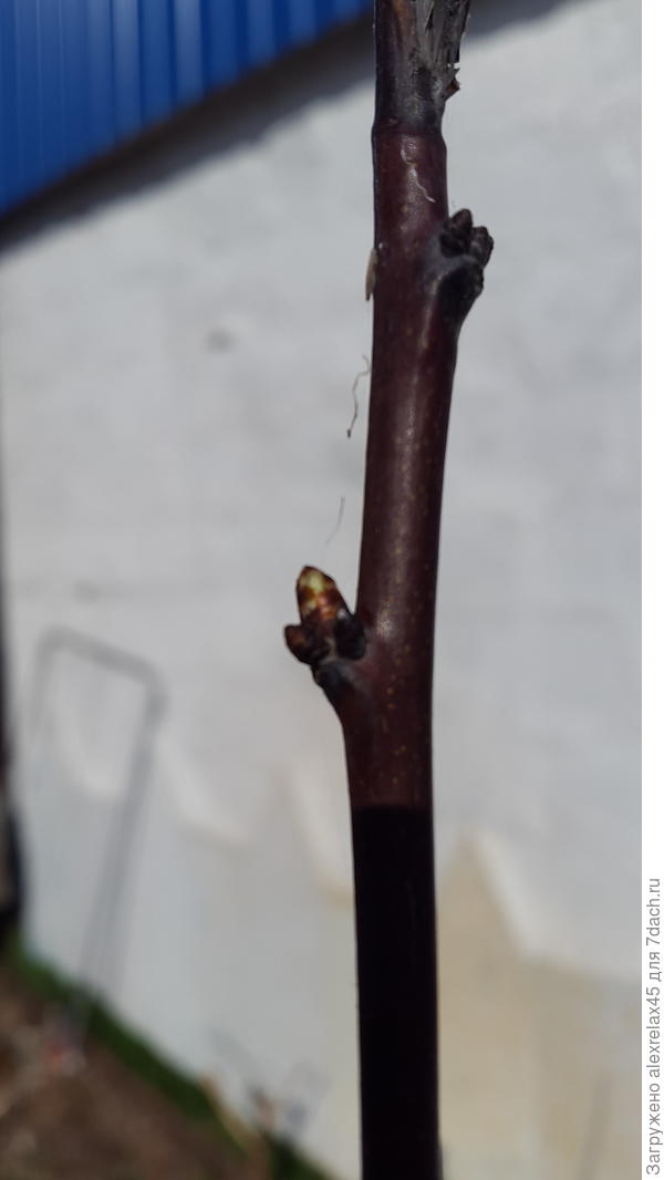 Вот такой &amp;quot;мощный зеленый конус&amp;quot;