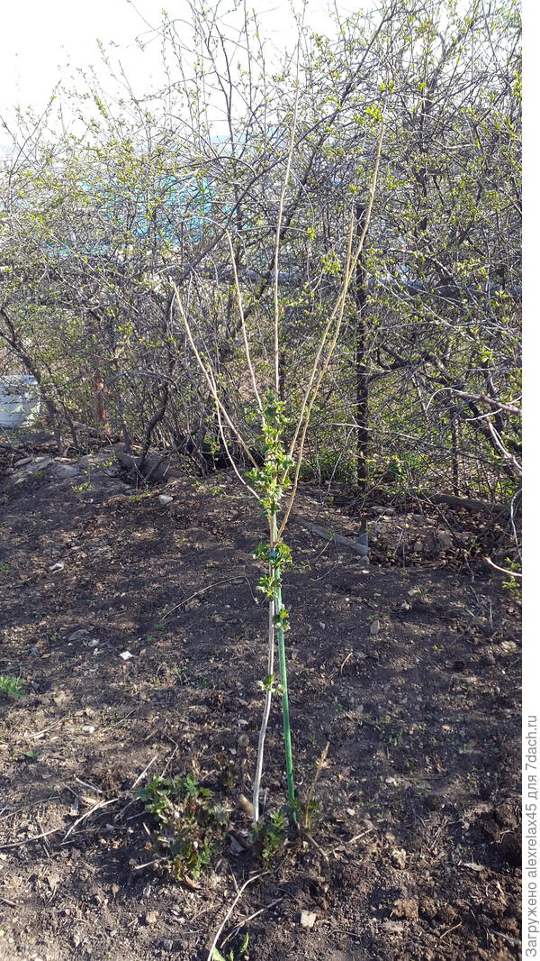 На крыжовнике макушки померзли