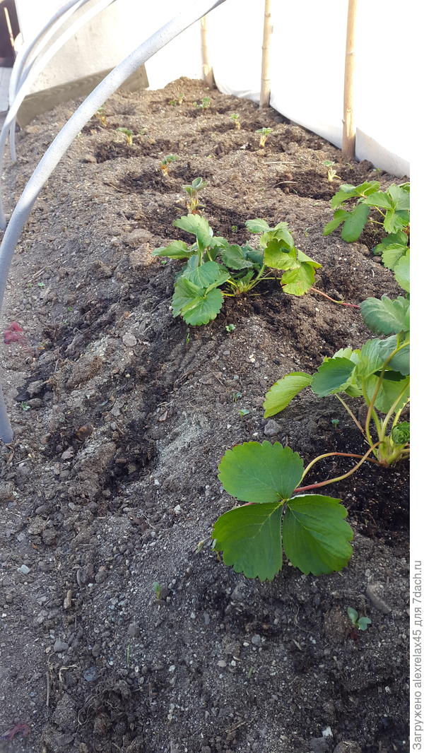 По случаю заказал два сорта земляники КСД : фриго &amp;quot;Азия&amp;quot; и &amp;quot;Элианни&amp;quot;, именно Элианни, а не Элиане. Если смогу &amp;quot;выходить&amp;quot; - посмотрю, что за чудо. В ясельки подсадил свою &amp;quot;Флер&amp;quot; из семян. Укрываю спанбондом , у нас жара и сушь, не увлажняю.