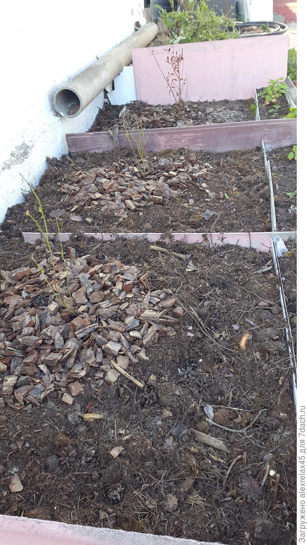 Три кустика голубики, дальний &amp;quot;Блю кроп&amp;quot; из &amp;quot;Светофора&amp;quot; осенней посадки наконец дал зеленый конус. Теперь он не один.