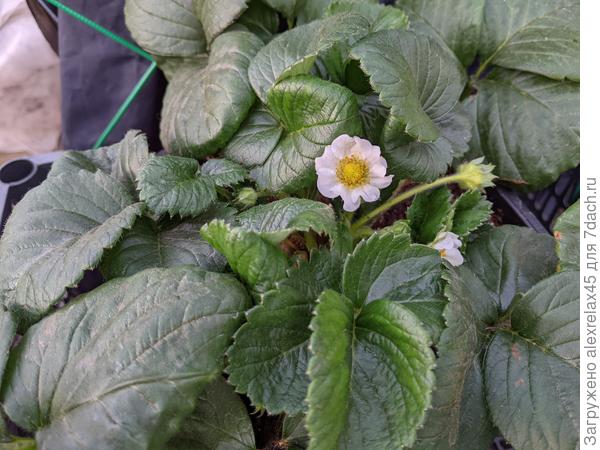 Правда, у нас через пару дней в ночь до -4 гисметео обещает, стоит в теплице. Попробую за сутки дать по листу монофосфата калия, ну и укрыть дополнительно. Хотя стоят в горшках около 50 штук, можно выборочно домой занести. Все перетаскивать, конечно же, не буду.