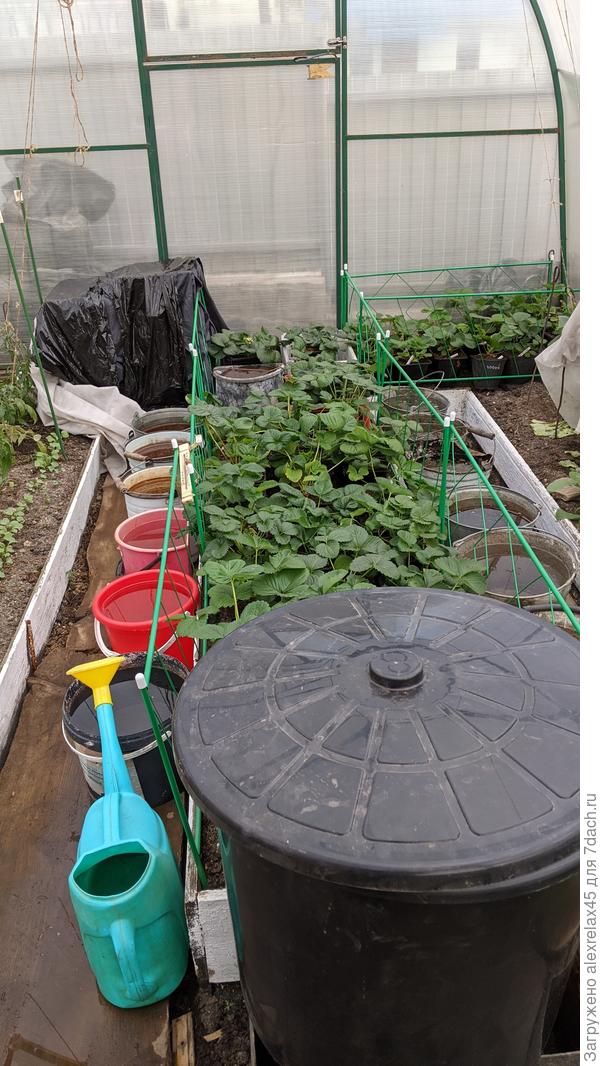 Небольшая подготовка : утром монофосфат калия по листу, затеняйку убрал, ведра с водой наполнил (можно смело заходить), для подстраховки можно спанбонд натянуть. Минус четыре для цвета "не камильфо"