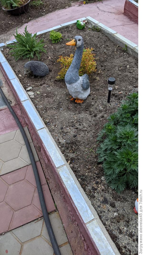 Гусяра вытянул шею, к непогоде, наверное...