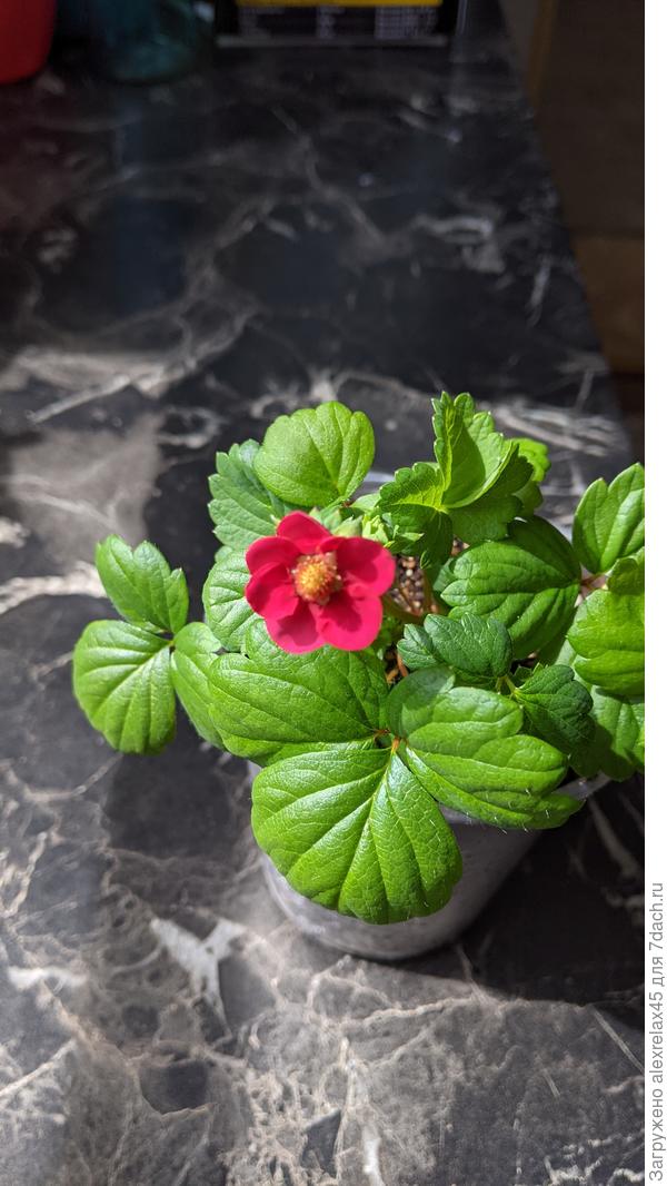 Даже один кустик с двух пачек стоит того. Ещё два кустика побольше готовятся к раскрытию