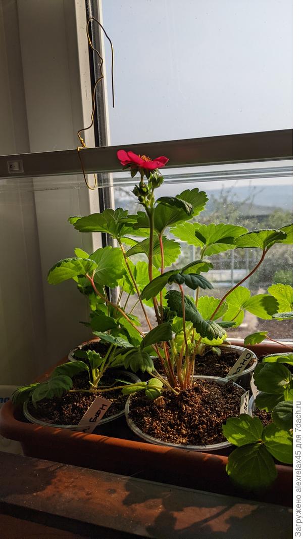 Похоже, уже делится