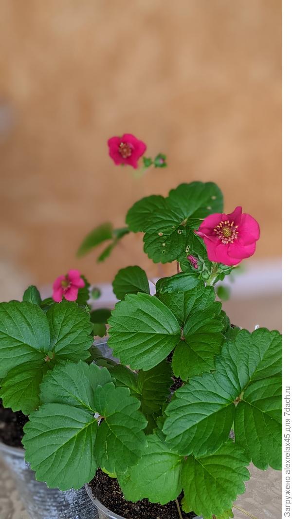 Блин, как-то не воспринимал цветы....пока сам не вырастил