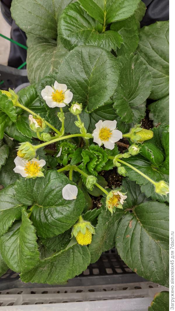 Завязавшиеся ягодки вроде бы ровные. Видать, правильно дую...