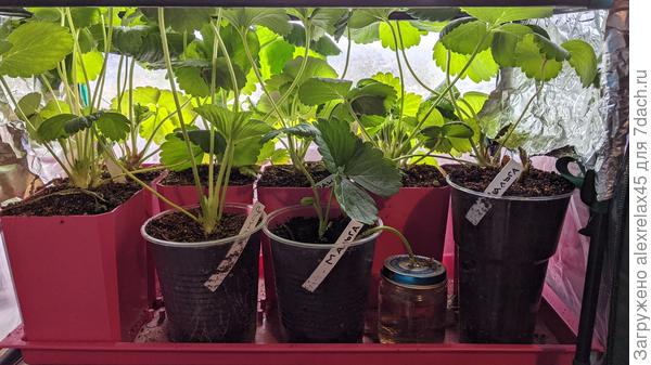 В пивных стаканах : Хадемар - ус отрезан, когда кустик набрал силу, посередине Мальга - материнский куст унес в теплицу, а детке поставил банку с водой , Мальга справа - поторопился с обрезкой уса, пару листочков завяли, отщипнул, сейчас он &amp;quot; ни жив, ни мертв &amp;quot;