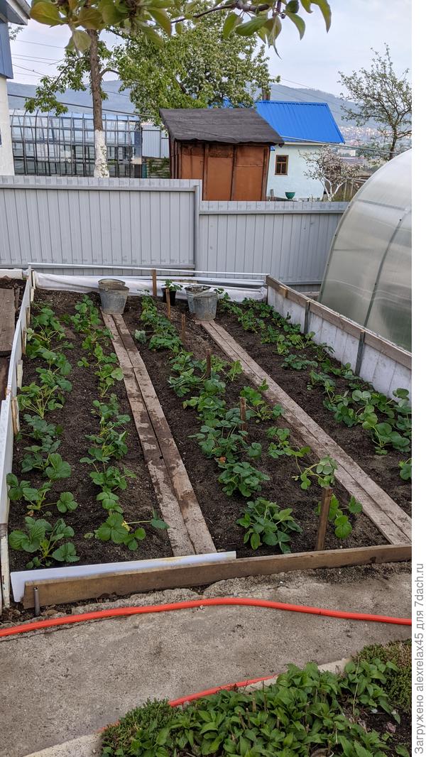 Мурано, Мальга, Кабрилло