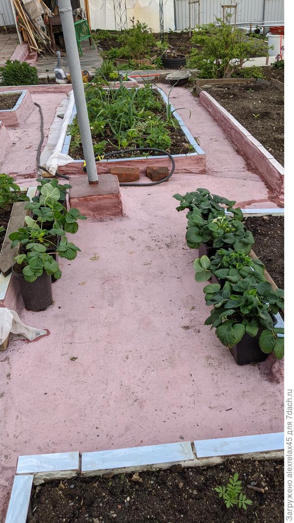 Елизавета 2 в горшках