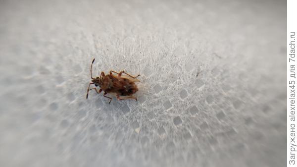 Такая вот букашка, размер 3-4 мм. Толи белый цвет притягивает, то ли запах земляничных кустов манит. Кто-то ведь кушает листики, правда после обработок не так активно, но тем не менее подгрызают немного.