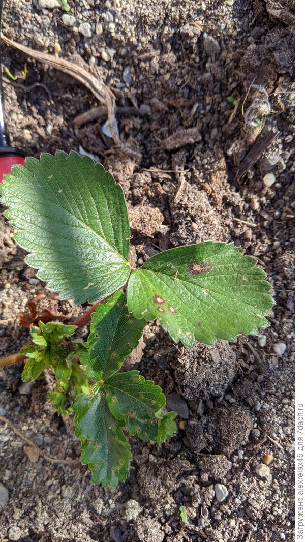 На днях уже обрабатывал Инсектором&quot; ДВ Тиаметоксам