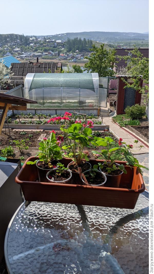 Саммер бриз роуз ждет переселения в кашпо на улице