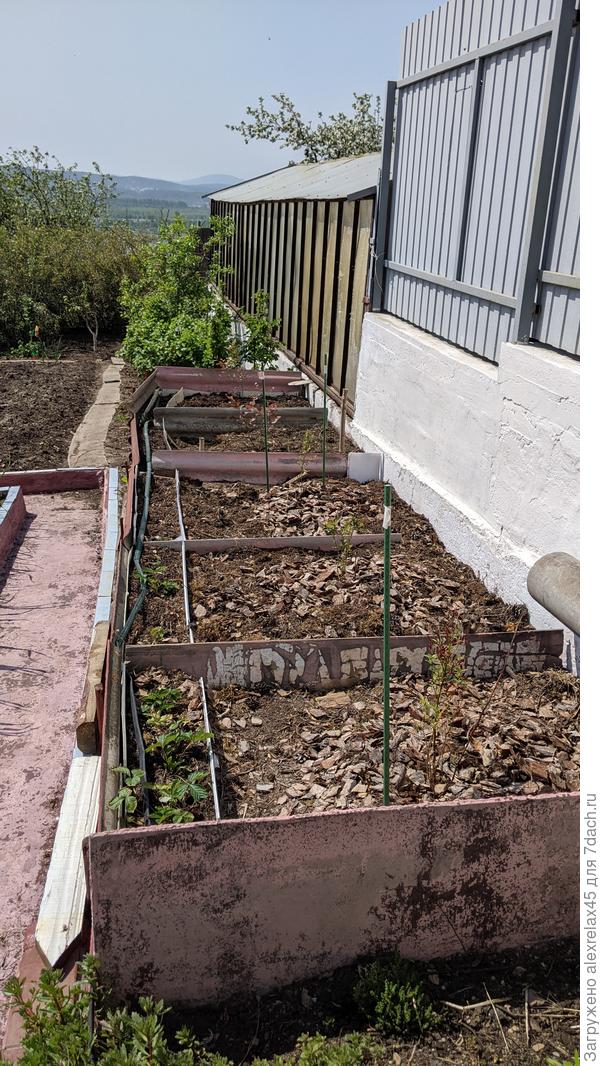 Голубика Блюкроп, Ханна Чойс, Патриот, Река, Блю Денис