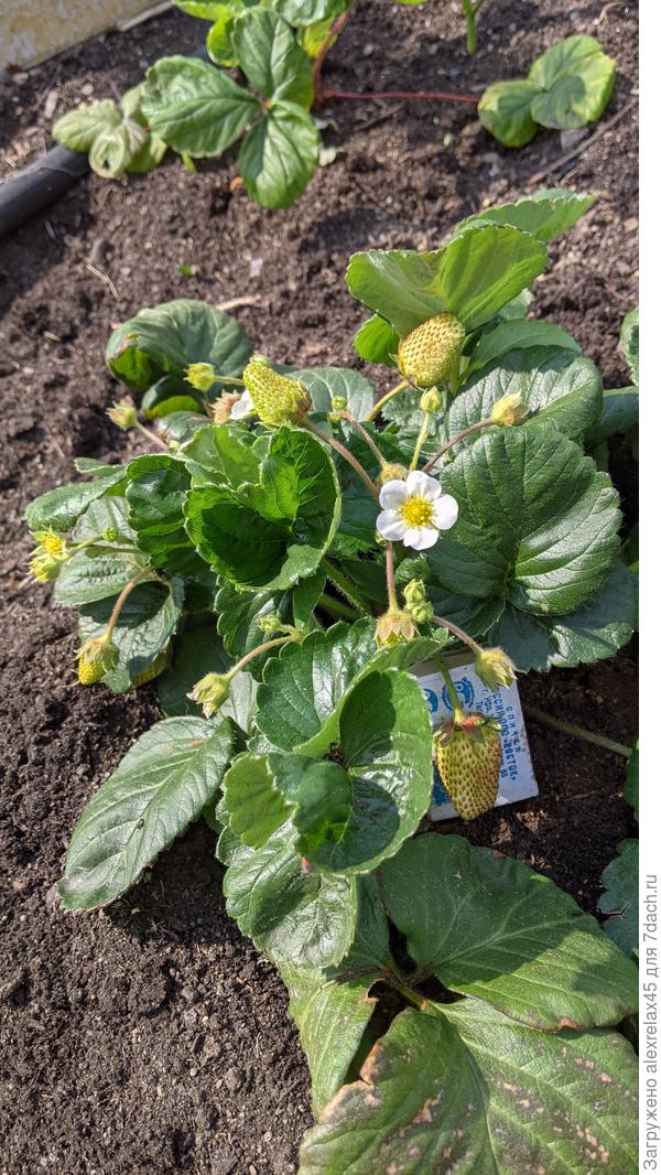 Елизавета 2 декабрьского посева вчера переселена в ОГ. Она одна такая выскочка, остальные пока смахивают на &quot;дюшенеи&quot;&quot;