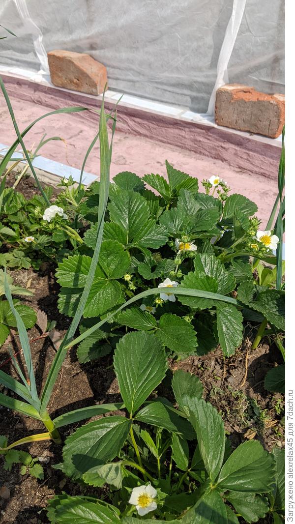 Сорт &quot;не знамо какой&quot; из прошлогоднего уса, бегло насчитал 16 мощных цветоносов