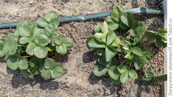 Кустик справа недополучил порцию влаги