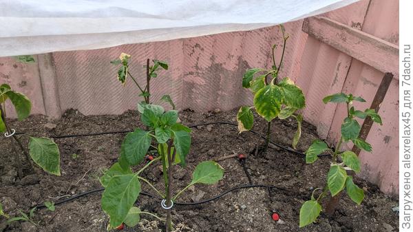 Вот так на улице.... правда укрытие сверху сделал не сразу....просмотрел
