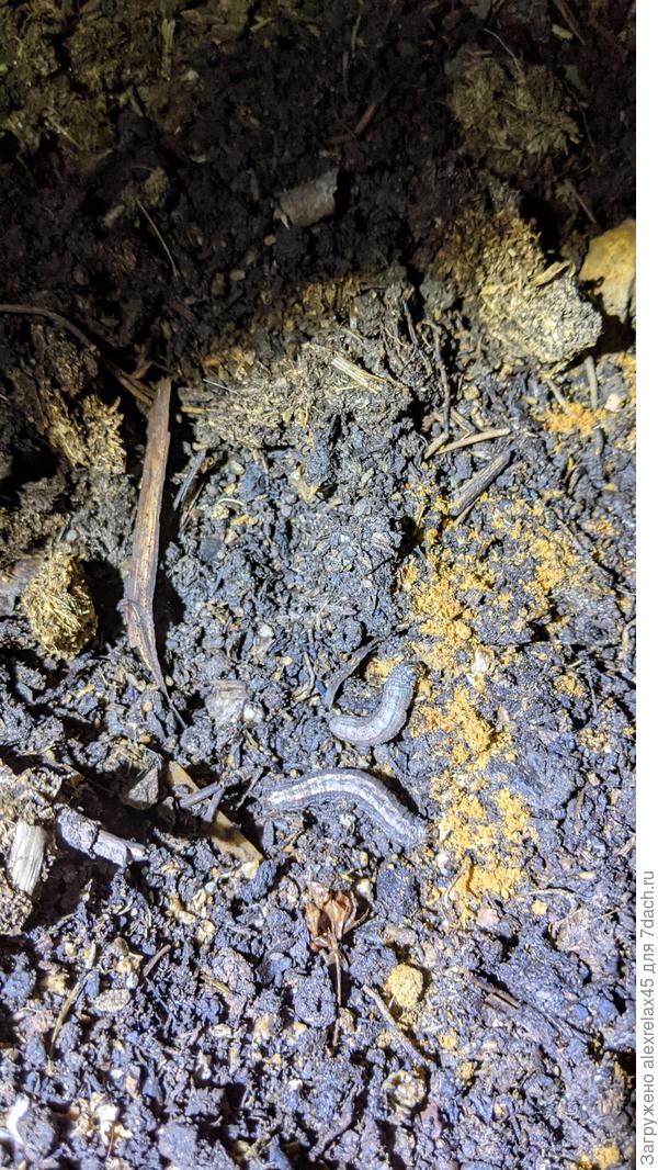 Лежали,  не шевелились.... то ли потравились, то ли прибалдели от никотина. Прихлопнул, в смысле придавил между камушков. Сегодня вечером две таких ползли по тротуарной плитке во дворе.