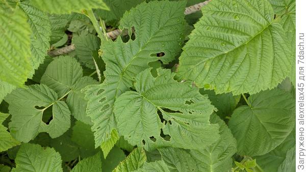 Грызут, или нет ?