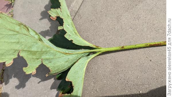 Как и на стебле листика.