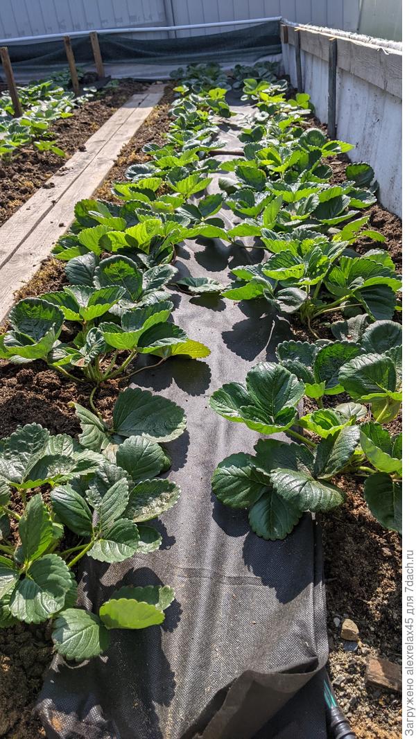 &amp;quot;Кабрилло&amp;quot;, усы и цветоносы удаляю. На КСД зверствует фитофтора, ИМХО. Скорее всего обработаю под корень фосэтилом, по листу мефеноксамом.