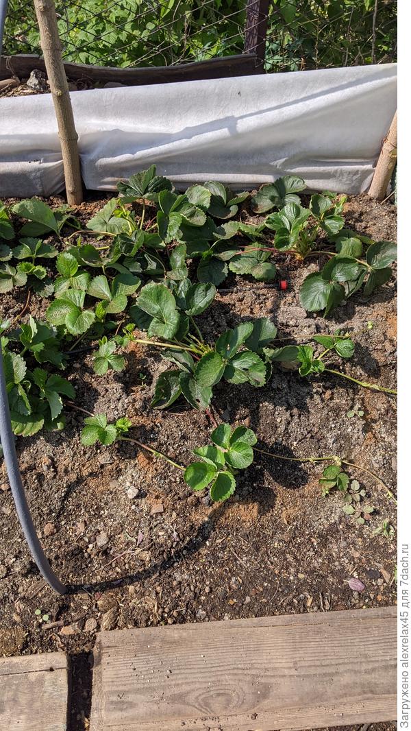 &amp;quot;Флер&amp;quot; , посев 22.12.2023 заусатила, отпустил на расплод. Цветоносы удалял, поэтому рассаживать буду &amp;quot;котиков в мешках&amp;quot;