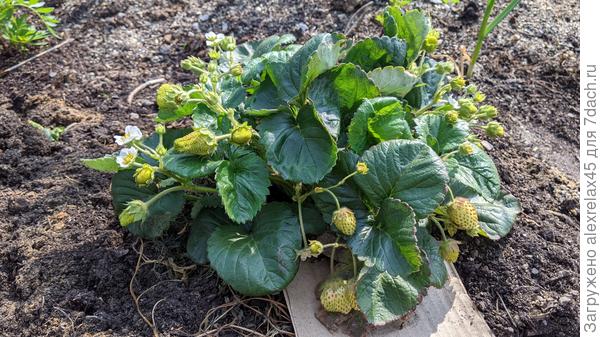 Собрано около 8 ягодок, продолжает.