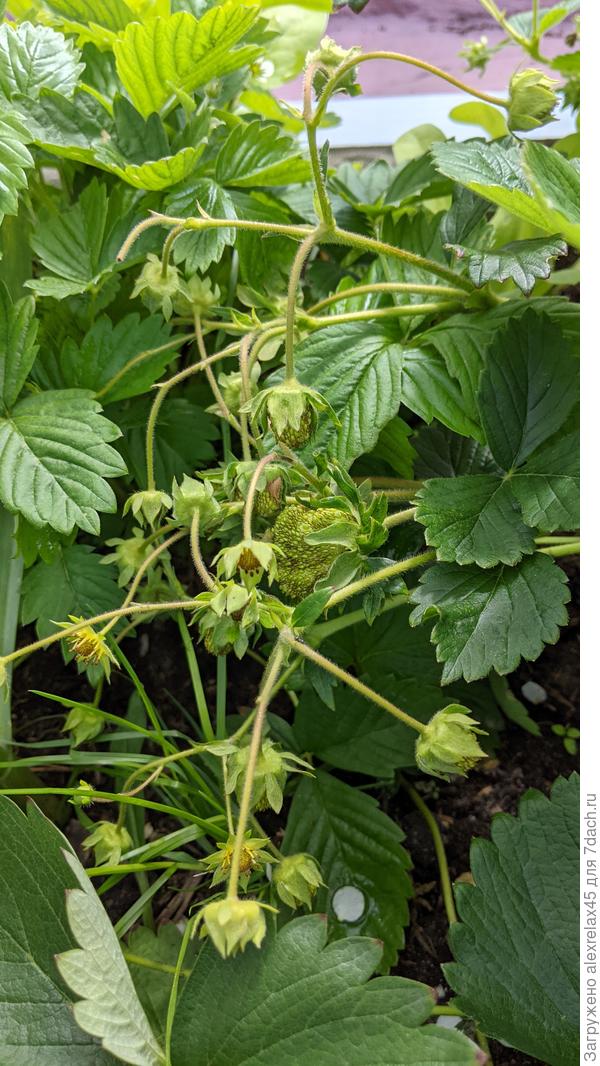 А вот этот, который выкладывал чуть выше, у меня не отмечен. Усы оставляю, около 150 цветков. Вот здесь первая наливающаяся ягодка в середине очень напоминает кафтан купчихи. Подскажите :  это она ?