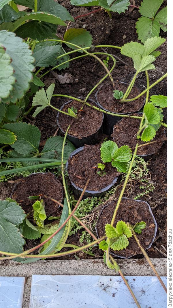 Пока 14 стаканчиков. А если азота дать ? Или не надо ?