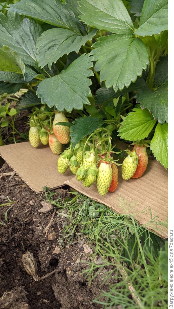 Уже пробовал пару, вкус земляничный, ярче, чем у Елизаветы