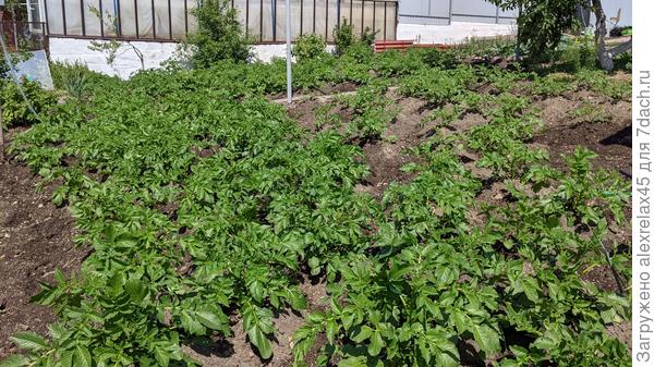 До газовой трубы &amp;quot;Гала&amp;quot; и &amp;quot;Королева Анна&amp;quot; с предварительным проращиванием. За газовой трубой старая &amp;quot;голландка&amp;quot;.