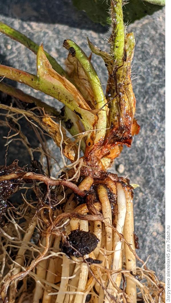 Не уверен, что она подгрызла, просто как вариант