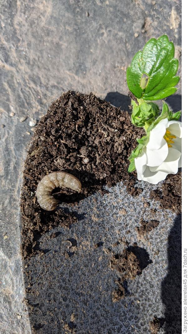 Вместе с комом земли под корнями нашел такую гусеницу. Около 3 см.