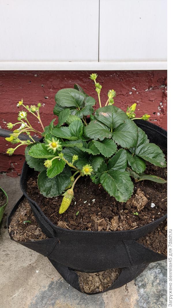 Дождусь вызревания ягодки. Если будет вкусная, попробую размножить.