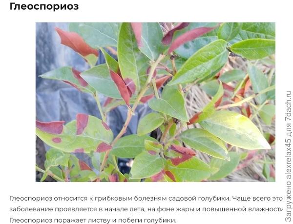 Лечение садовой голубики, как и в случае с другими болезнями грибкового происхождения, проводится с помощью быстродействующих и безопасных фунгицидов.