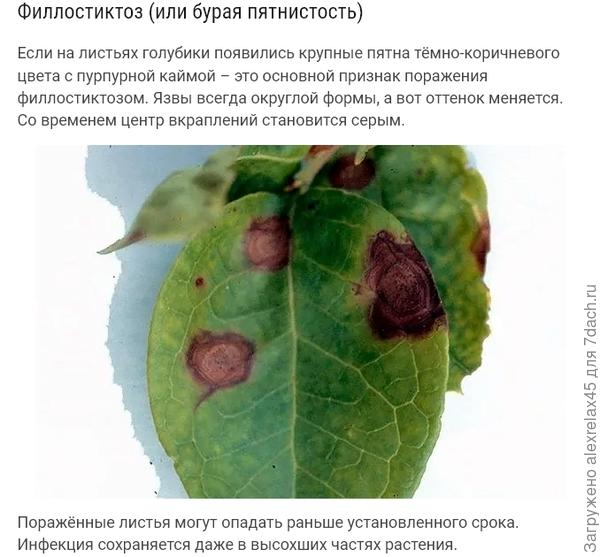 На стадии наращивания зелёной массы проведите опрыскивание препаратом Абига-Пик – 40 г на 10 л воды. Этого хватит для обработки 10 кв. м посадки. Если отмечается массовое проявление недуга, то повторите действия по устранению после сбора урожая, используя то же средство Абига-Пик.