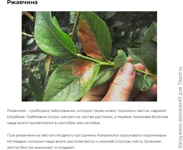 Борьба с ржавчиной, как и другими грибковыми болезнями, осуществляется при помощи фунгицидов с выраженным противогрибковым действием. Для этого можно использовать препараты «Скор», «Эупарен», «Топаз», «Фитоспорин».