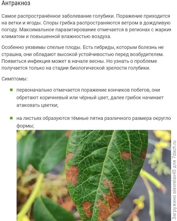 Если проблема уже появилась, то лечение ведите средством Скор: 3 мл на 10 л воды. Нужны 2-е внекорневые обработки с интервалом 14 дней. Расход: 1 л состава на 1 кв. м листовой поверхности.